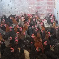 جوجه خروس کشتار رسید با ارسال رایگان