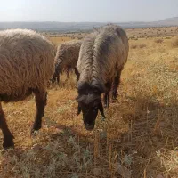 قوچ ترکی