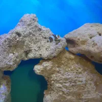 دلقک ماهی اسلاریس اب شور اکواریوم