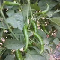 فلفل شمشیری تند و دلمه