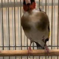 سهره نر و ماده چهارگل