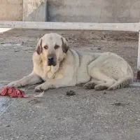 ماده پژدر