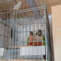 طوطی گرین چیک