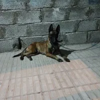 سگ مالینیوز اصیل