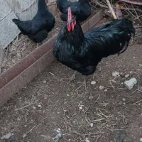 جوجه استرالوپ آلمانی اصل
