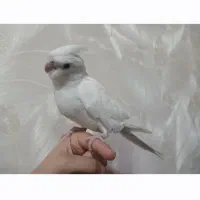 عروس هلندی گمشده