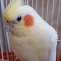 عروس هلندی نر و ماده