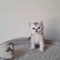 بریتیش سیلور چینچیلا