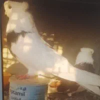 کبوتر
