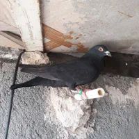 کبوتر زاغ دو رگ آلمانی ماده
