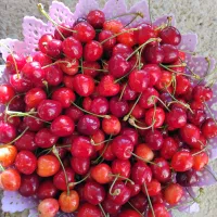 گیلاس تک دانه