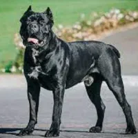 2تاماده توله کن کورسو مشکی و شامپاینی شصت روزه