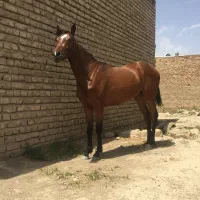 اسب مادیان دره شوری و کره نریون دره شوری