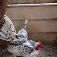 مرغ و خروس سبرایت