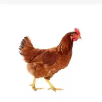 مرغ