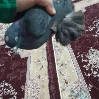 کبوتر|پرنده|ورزقان, |دیوار