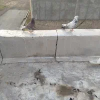 سلام دوستان 4عدد کفتر پرشی