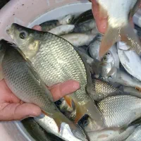 ماهی کپور. ماهی آمور.ماهی فیتوفاک