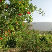 باغچه باغ ملک زمین