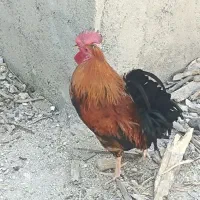خروس و مرغ محلی اصل