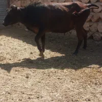 گاو جوان