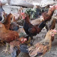 خروس|حیوانات مزرعه|نورآباد ممسنی, |دیوار