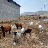 ۶ عدد بز سانن خارجی