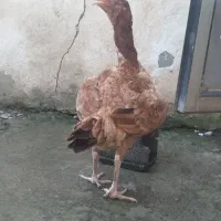 مرغ لاری با اصالت