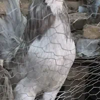 جوجه و تخم نطفه دار اراکانا امریکانا اصیل
