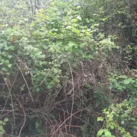 فروش زمین در روستای ییلاقی الستان