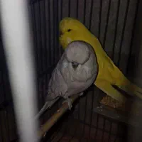 مرغ عشق انگلیسی