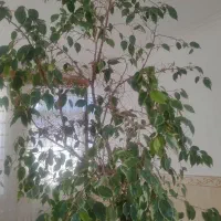 گل بنجامین قد ۳متر