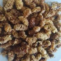 توت خشک امسال