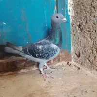 کبوترمگس ماده