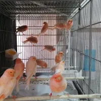 قناری رسمی (پرستار)وسرخ هلندی همه جوجه2026 50عدد
