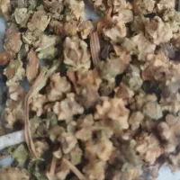 بذر چغندر دامی