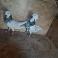 کبوتر