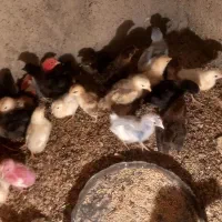 جوجه گلپایگان