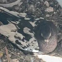 پرنده