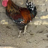 خروس رسمی اصیل و بسیار زیبا (سالم و جوان) ۶ماه