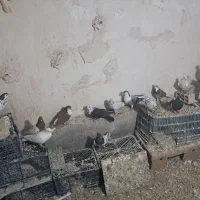 پرشی
