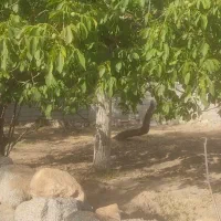 باغوک ده