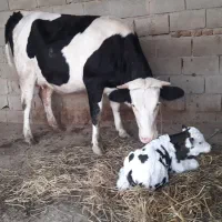 تلقیح مصنوعی گاو