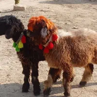 بره ماده داشتی