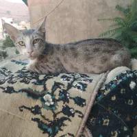 گربه