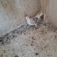 کبوتر پرشی خال دار