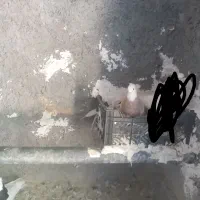 کبوتر