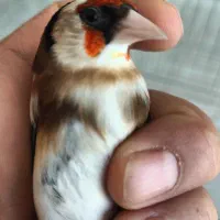 سهره چونه سفیدمهر  نر مست