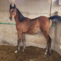 کره نریان دوسر وارداتی