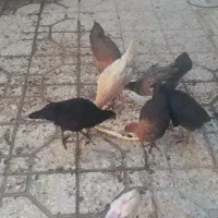 مرغ فروشی